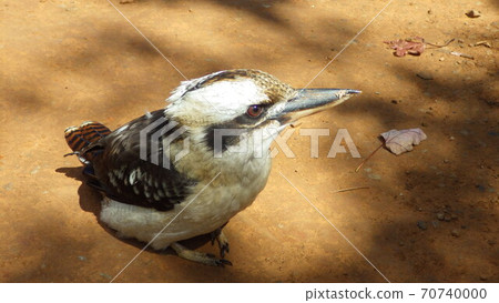 [澳大利亞] Waraikawa半站在棕色的土壤上 70740000