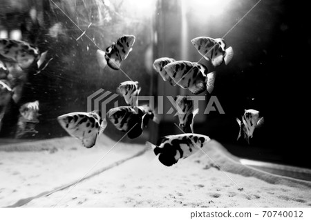 A school of fish reflected in the aquarium 70740012