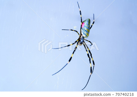 There are a lot of Joro spider webs. 70740218