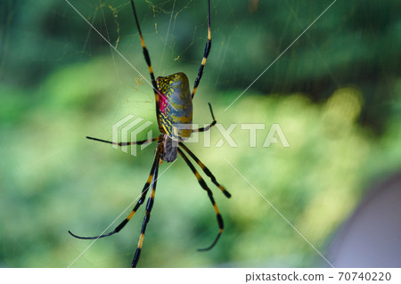 There are a lot of Joro spider webs. 70740220