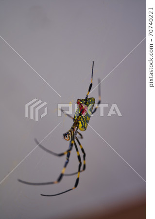 There are a lot of Joro spider webs. 70740221