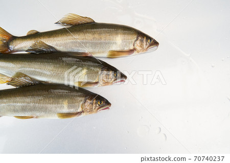 The season when you can catch sweetfish. The season when you can catch sweetfish. 70740237