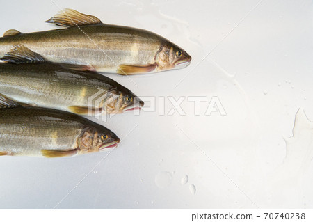 The season when you can catch sweetfish. The season when you can catch sweetfish. 70740238