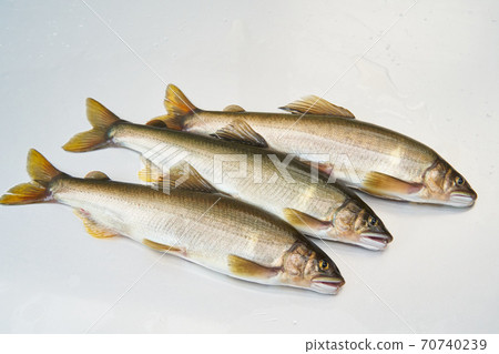 The season when you can catch sweetfish. The season when you can catch sweetfish. 70740239