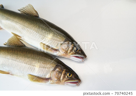 The season when you can catch sweetfish. The season when you can catch sweetfish. 70740245