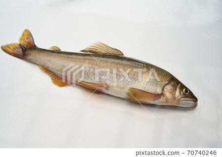 The season when you can catch sweetfish. The season when you can catch sweetfish. 70740246