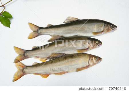 The season when you can catch sweetfish. The season when you can catch sweetfish. 70740248