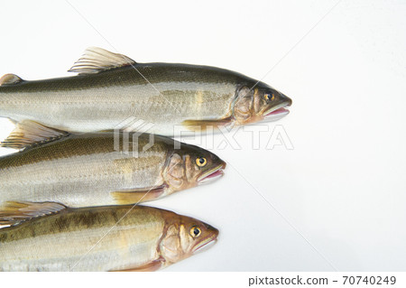 The season when you can catch sweetfish. The season when you can catch sweetfish. 70740249