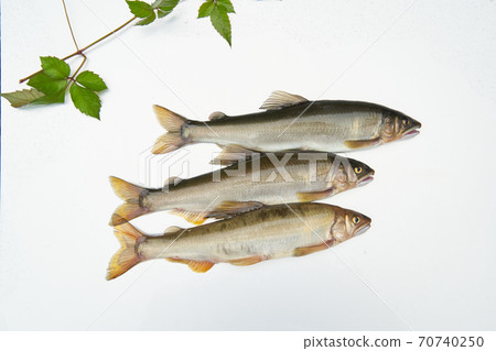 The season when you can catch sweetfish. The season when you can catch sweetfish. 70740250