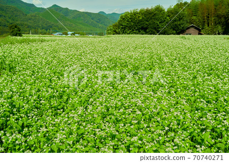 The white flowers of buckwheat are in bloom. 70740271