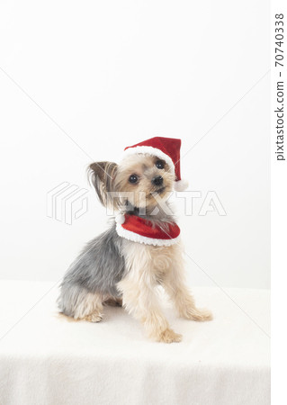 Yorkshire terrier wearing a Santa Claus hat and smiling 70740338