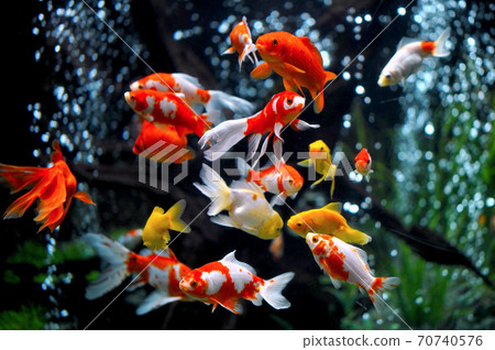 A group of goldfish 70740576