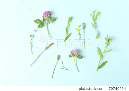 Wildflower and wildflower background material Wildflower and wildflower background material 70740934