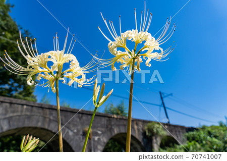 三重縣稻部市北成線玻璃橋和白White 三重縣稻部市北成線玻璃橋和白White 70741007