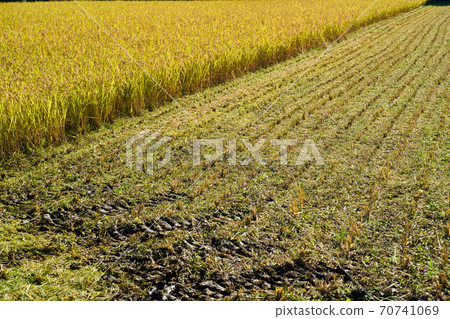 Harvesting rice. This year is a good harvest. Harvesting rice. This year is a good harvest. 70741069