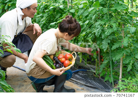 Men and women growing tomatoes Men and women growing tomatoes 70741167