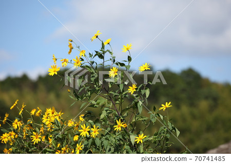 Flower of chrysanthemum 70741485
