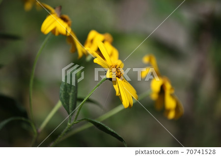 菊花之花 菊花之花 70741528