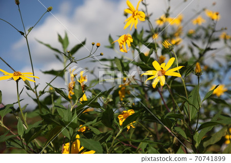 菊花之花 菊花之花 70741899