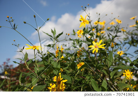 菊花之花 菊花之花 70741901