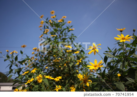 菊花之花 70741954