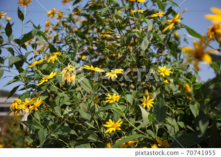 菊花之花 70741955