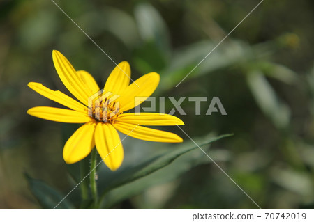 菊花之花 菊花之花 70742019
