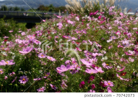 Autumn flowers: Cosmos: Hoya River: Flowerbed on the bank Autumn flowers: Cosmos: Hoya River: Flowerbed on the bank 70742073