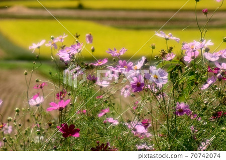 Autumn flowers: Cosmos: Hoya River: Flowerbed on the bank Autumn flowers: Cosmos: Hoya River: Flowerbed on the bank 70742074