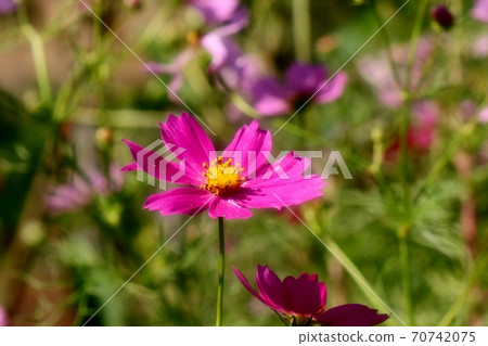 Autumn flowers: Cosmos: Hoya River: Flowerbed on the bank Autumn flowers: Cosmos: Hoya River: Flowerbed on the bank 70742075