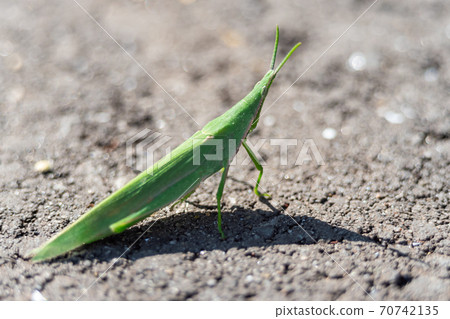 在瀝青路上跳出來的Shoryobatta 在瀝青路上跳出來的Shoryobatta 70742135