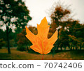 Autumn maple leaves colored yellow 70742406