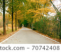 Autumn pine forest road 70742408