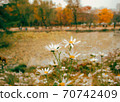 Cosmos in front of a lake in autumn 70742409