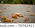 Autumn fallen leaves on the asphalt 70742413