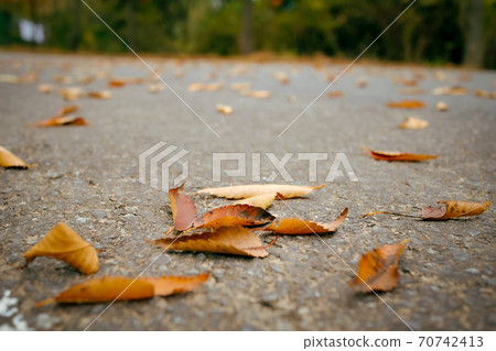 秋天的落葉，在瀝青上 70742413