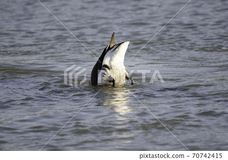 Kokugan直立 70742415