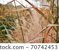 Silver grass field in autumn 70742453