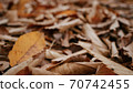 Close-up of autumn fallen leaves 70742455