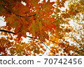 Autumn maple leaves colored red 70742456