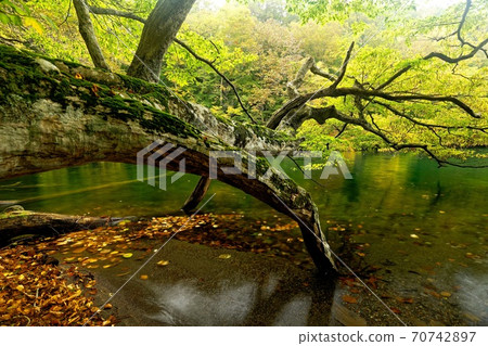 十和田湖的湖畔自然風光 十和田湖的湖畔自然風光 70742897
