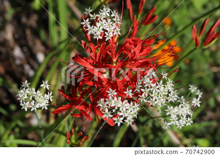 Cluster amaryllis and Chinese chive flowers blooming in the autumn park Cluster amaryllis and Chinese chive flowers blooming in the autumn park 70742900