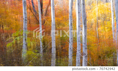 樺樹林 樺樹林 70742942