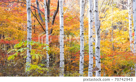 秋天的白樺林 秋天的白樺林 70742943