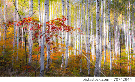Autumn birch forest Autumn birch forest 70742944