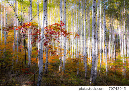 秋樺 70742945