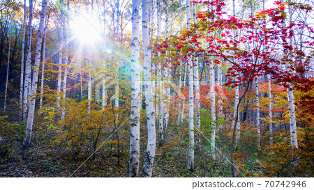 秋天的樺樹 70742946