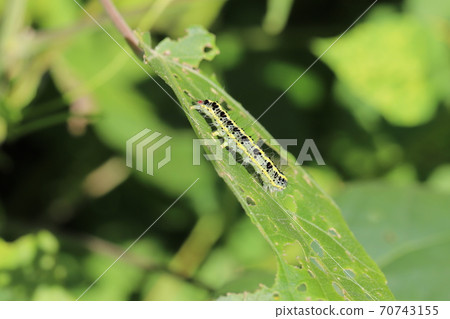 Xanthodes transversa larvae eating green leaves 70743155