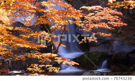 神奇的楓林 70743230