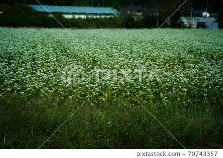 The white flowers of buckwheat are in bloom. The white flowers of buckwheat are in bloom. 70743357